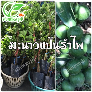 มะนาวแป้นรำไพ บ้านแพ้ว ผลใหญ่ น้ำเยอะ ดกมาก แท้💯%