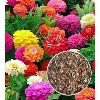 เมล็ดพันธุ์ ดอกบานชื่นคละสี 100 เมล็ด Mixed Zinnia Flower Seed เมล็ดพันธุ์แท้ ดอกบานชื่นซ้อน เมล็ดบานชื่น