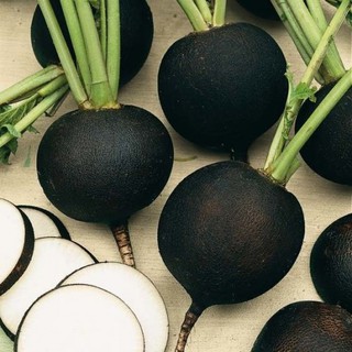 แรดิชสีดำ (เมล็ด) Black Spanish Radish