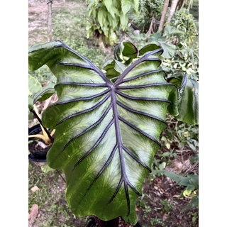 หน้ากากฟาโรห์ colocasia pharaoh masks