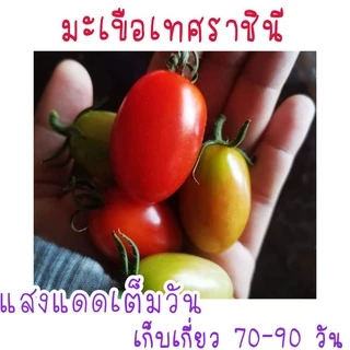 30 เมล็ด มะเขือเทศราชินี เมล็ดพันธุ์มะเขือเทศ เมล็ดพันธุ์มะเขือเทศราชินี
