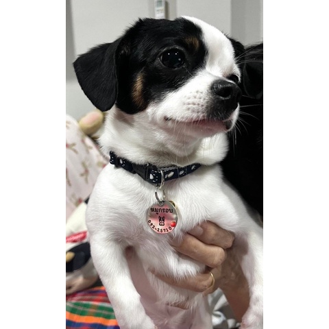 ป้ายชื่อแมว ป้ายชื่อสุนัข ป้ายชื่อสัตว์เลี้ยง สแตนเลสงานพรีเมียม ขนาดเหรียญ10 - รูปที่ 5