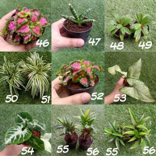 ต้นไม้มงคล🌳ฟอกอากาศ เลี้ยงในออฟฟิศ🍃 36-56