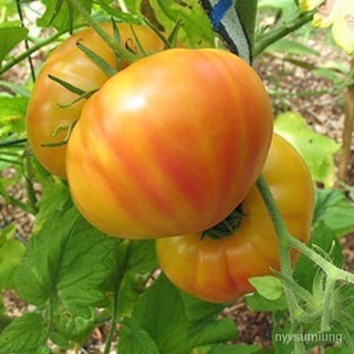 เมล็ด ขายดี/เมล็ดพันธุ์ มะเขือเทศ บิ๊กเรนโบว์ (Big Rainbow Tomato Seed) บรรจุ 5 เมล็ด/อินทรีย์ คละ สวนครัว ดอก