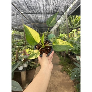 🔥นางกวักด่างทอง🔥Alocasia cucullata yellow spalsh💕ด่างสวยสุดๆ❤️❤️