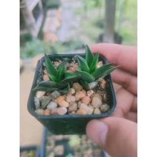 ม้าลาย ม้าเวียน หลายสี Haworthia fasciata