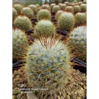 Mammillaria bombycina บอมไบซินา กระถาง 4"