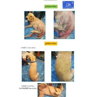 อาอูเรโอะอาหารเสริมกระตุ้นภูมิ Aureo for pet 30 ซอง