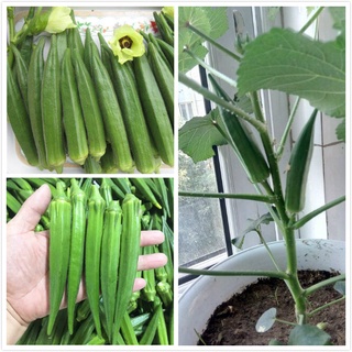 เมล็ดพันธุ์ กระเจี๊ยบเขียว Okra Seeds Vegetable Seeds บรรจุ เมล็ด เมล็ดพันธุ์ผัก ผักออ（นี่มันเมล็ดพืช ไม่ใช่พืช!）