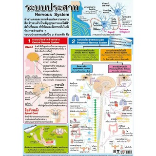 ระบบประสาท EQ-265 โปสเตอร์ภาพ กระดาษหุ้มพลาสติก ขนาด 50*70 cm