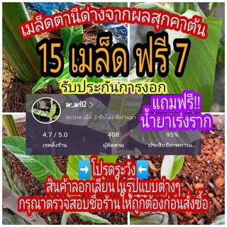 🔥รับประกันการงอก🔥เมล็ดกล้วยด่าง 15เม็ดคัดพิเศษ ฟรี! 7 เม็ด #กล้วยด่างตานีคัดพิเศษ