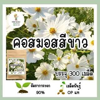 เมล็ดพันธุ์คอสมอสสีขาว 300เมล็ด