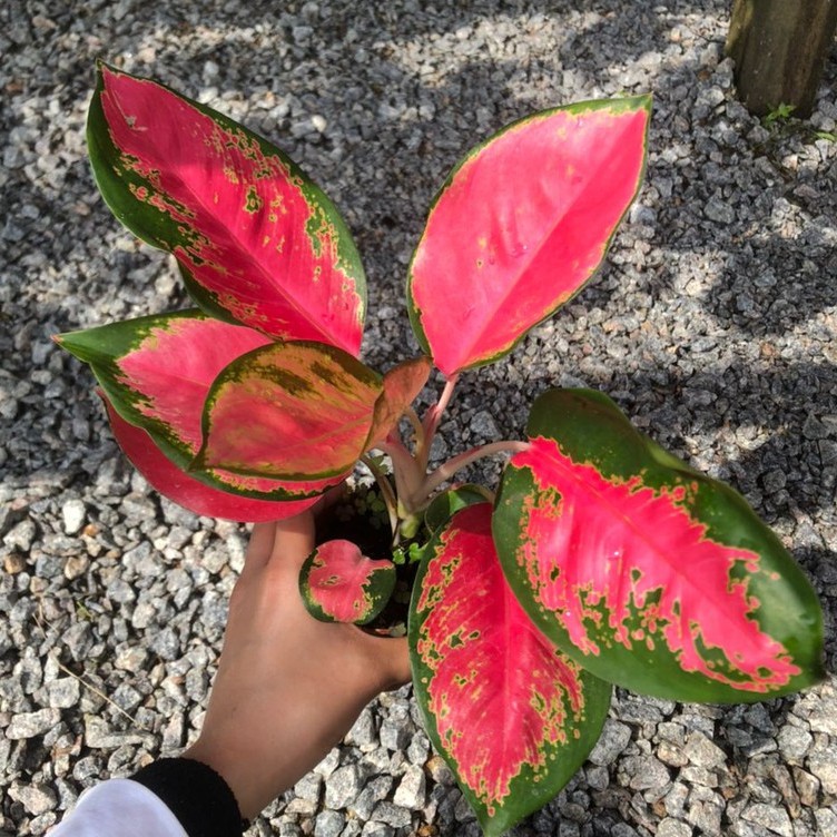 seeds Aglaonema Plants-Ready 50 เมล็ด (ไม่ใช่พืชที่มีชีวิต)