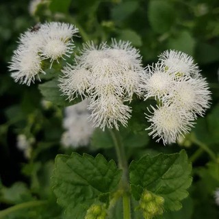 เมล็ดพันธุ์ อะเจอราตุ้ม Ageratum Houstonianum floss flower dwarf 200 เมล็ด เมล็ดพันธุ์นำเข้าจาก อังกฤษ