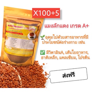 แมงลักแดง เกรด A+ คัดสะอาด ( แพค 100+5 ) รวม 105 ซอง จัดส่งฟรี