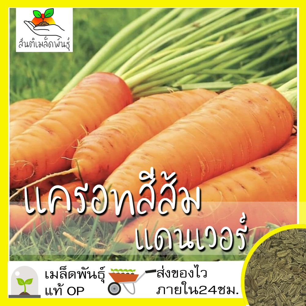เมล็ดพันธุ์ แครอท สีส้ม แดนเวอร์ 1000 เมล็ด Danver Carrot Seed เมล็ดพันธุ์แท้ นำเข้าจากต่างประเทศ ปลูกผัก สวนครัว ถูกดี