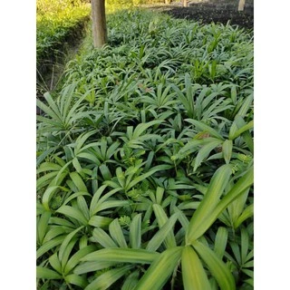 ต้นหวายหนามขาวภูพาน/ชุด 10 ถุง160 บาท