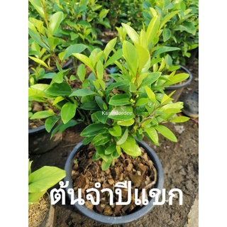 ต้นจำปีแแขก​ ไม้ดอกหอม​(Banana Shurb/Port Wine Magnolia)