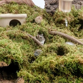 Niteangel หญ้า มอส แห้ง moss ป่ามอสสำหรับหนูแฮมสเตอร์ ทำรัง จัดสวนแนวธรรมชาติ