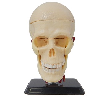 โมเดลหัวกะโหลกมนุษย์ (Human Skull)