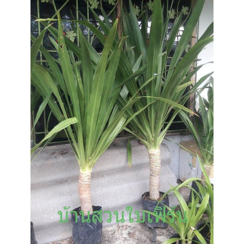 ต้นจันผา จันทร์ผา size L (1 ออร์เดอร์ ไม่เกิน 2 ต้น)