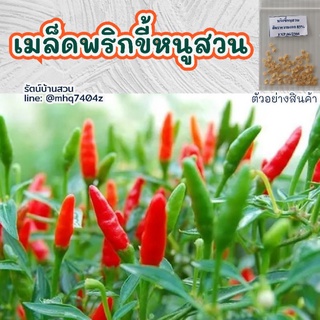 เมล็ดพริกขี้หนูสวน 50 เมล็ด เมล็ดพันธุ์พริก เมล็ดพริก