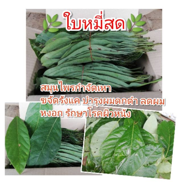 ใบหมี่/หมี่เหม็น 1kg. อ่านรายละเอียดก่อนสั่ง