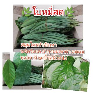 ใบหมี่/หมี่เหม็น 1kg. เก็บสดใหม่ทุกออเดอร์ ทำแชมพู ขจัดเหา รังแค ดูแลเส้นผมและหนังศรีษะ