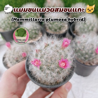 🐑แมมขนแมวผสมขนแกะ🐱 (Mammillaria plumosa hybrid)