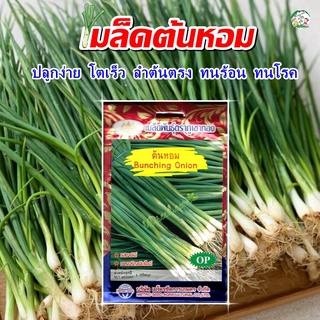 ของพร้อมส่ง🔥✅โครตฮิต✅🔥เมล็ดผักโขม ใจกลางแดงใหญ่ Red Leaf Amaranth เมล็ดผักโขม เมล็ดพันธุ์ผักโขม เมล็ดพันธุ์ผัก ตราภูเข