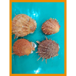 หอยหนามทุเรียนสีธรรมชาติ