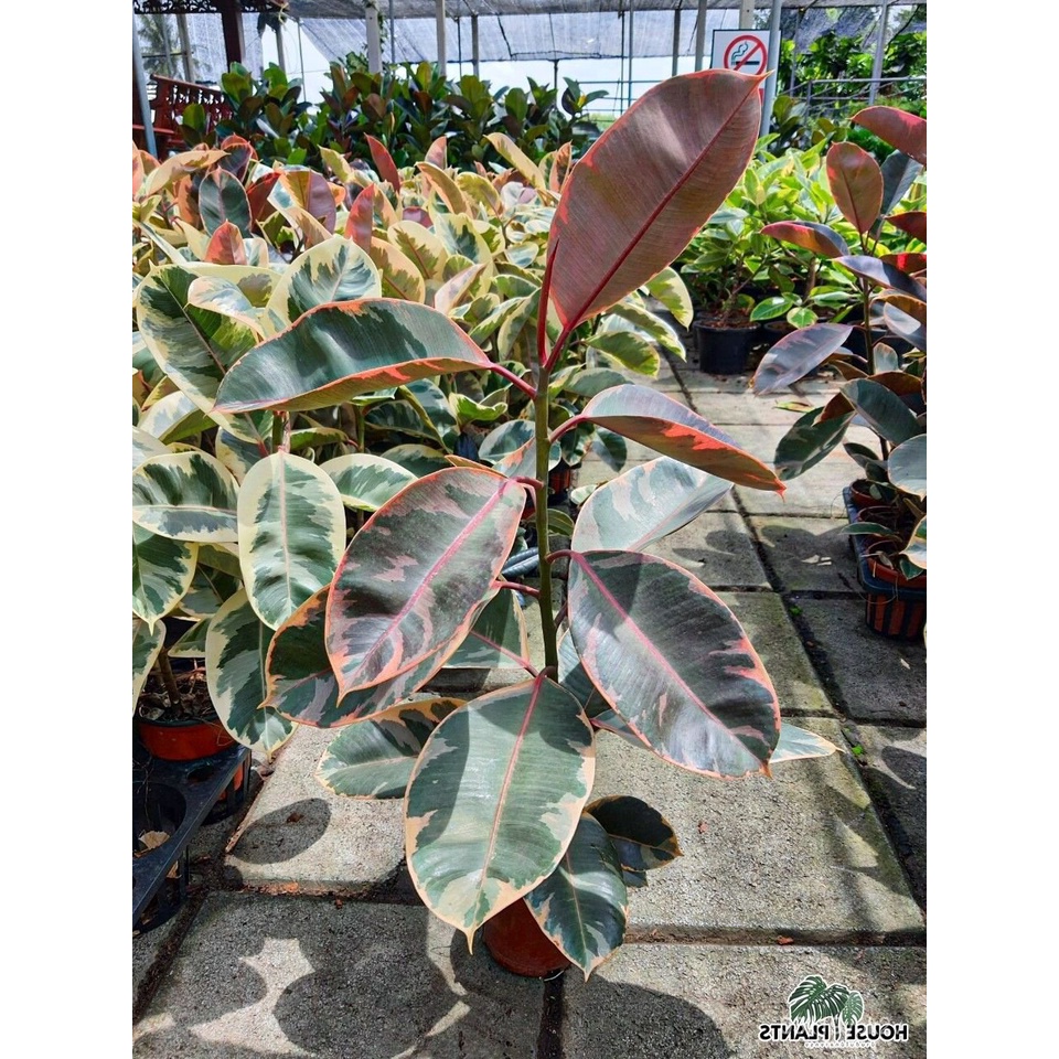 เมล็ดพืชคุณภาพสูง ต้นยางอินเดียด่าง (Ficus elastica variegata) ชนิดที่มีใบด่างสีแดง ส่งพร้อมกระถางตามรูป ขนาด 10 นิ้ว สู