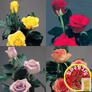 10 seeds/pack Multi-colored Rose flower Seeds Bonsai Ornamental Flower Plant生菜/木瓜/母婴/香菜/上衣/通心菜/文胸/苹果/帽子/内裤/ KPZW