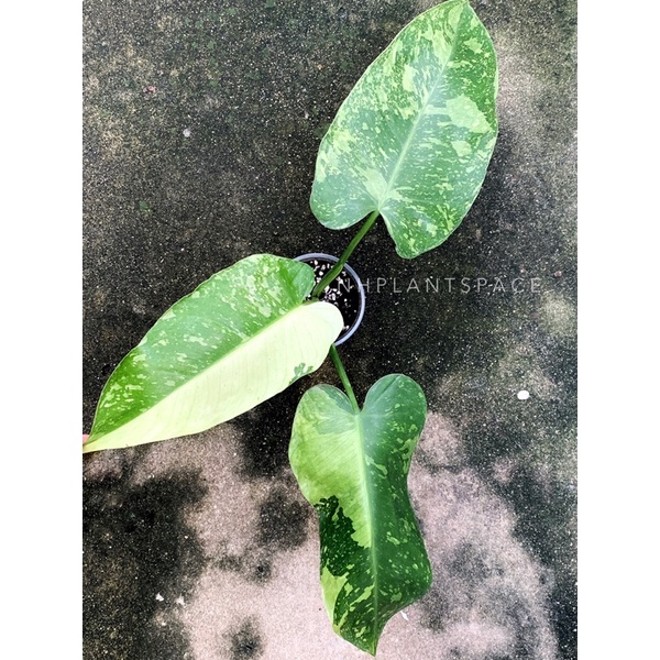 Philodendron Jose Buono - ไม้สะสม
