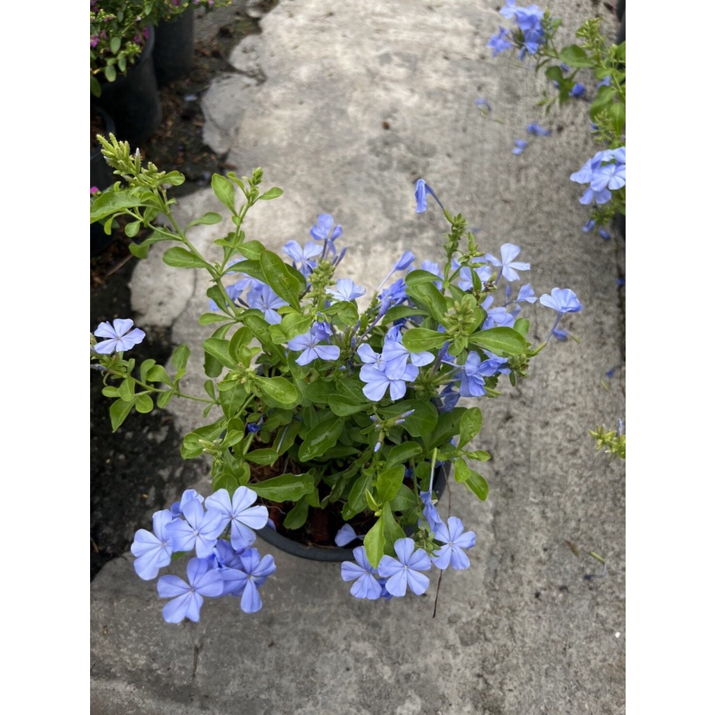 มุมมอง 7