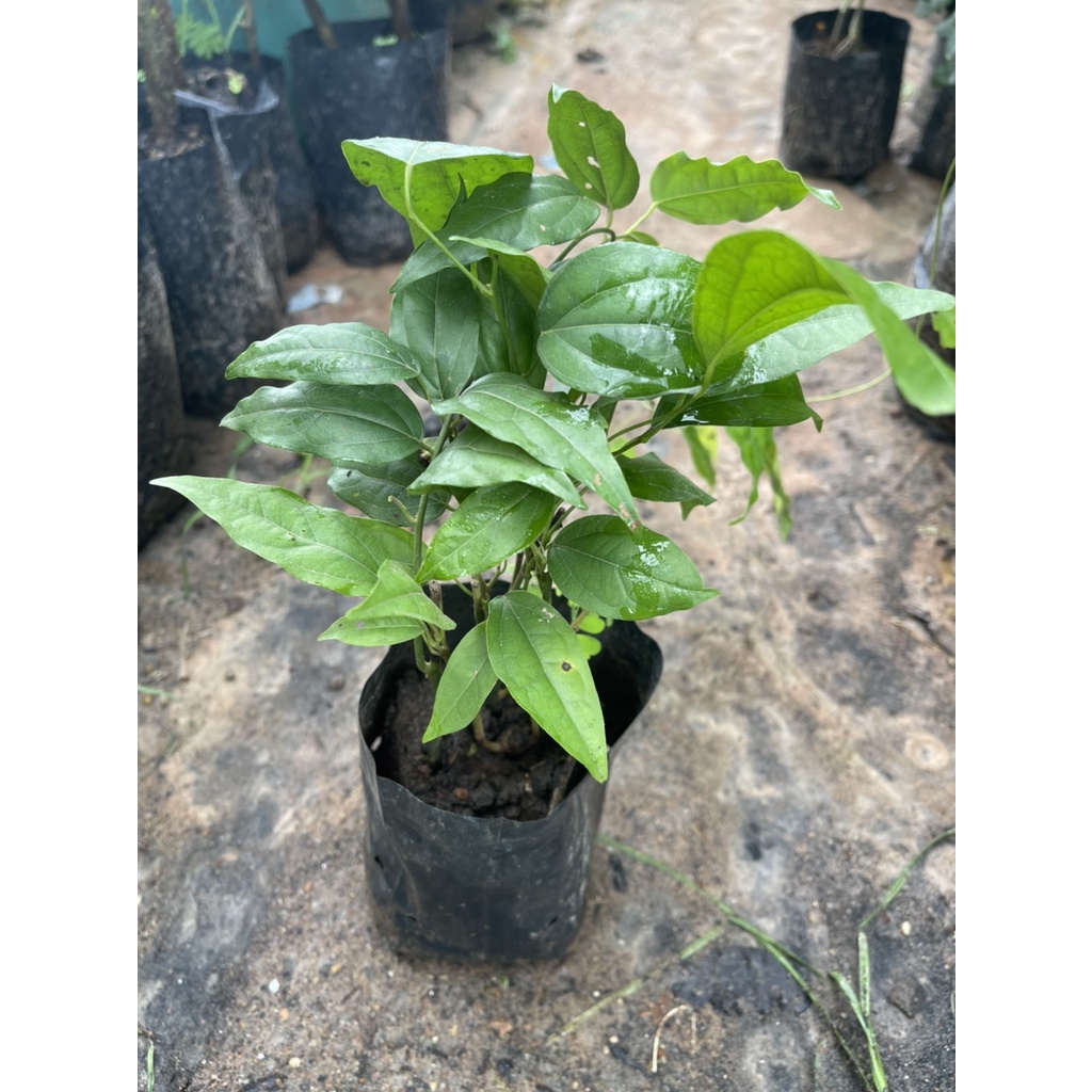 ย่านางใบเขียว(ขั้นต่ำ 2 ต้นนะคะ)