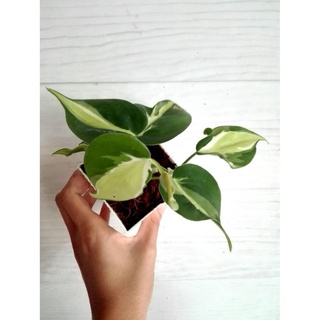 พลูบราซิล 3 สี พลูด่างบราซิล 3 สี philodendron brasil cream splash