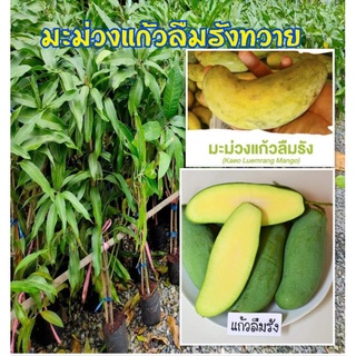 มะม่วงแก้วลืมรัง ทวาย ทานได้ทั้งผลดิบและสุก มีบริการเก็บเงินปลายทาง