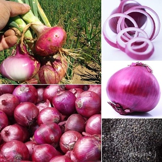 （อัตราการปลูกสูง）200pcs Red Onion Seeds Home Garden Planting Allium Vegetables Plants ผักสวนครัว บอนไซ Seeds for Plantin