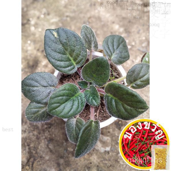 african violet plants上衣/向日葵/帽子/男装/香菜/生菜/儿童/种子/裙子/手链//กุหลาบ ML5K