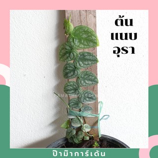 ต้นแนบอุรา หัวใจแนบ ไม้เลื้อยเกาะแผ่นไม้ ขนาดกระถาง 6 นิ้ว &amp; ต้นแนบอุรา Rhaphidophora Crypta