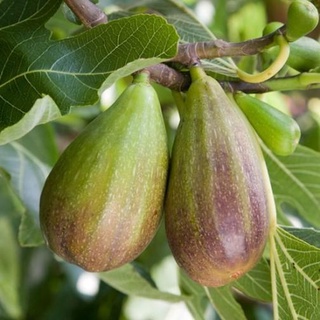 Figs ต้นมะเดื่อฝรั่ง พันธุ์ BrunSwick (บันสวิค)พร้อมกระถาง 6 นิ้ว ลำต้นสูง 45-50 ซม