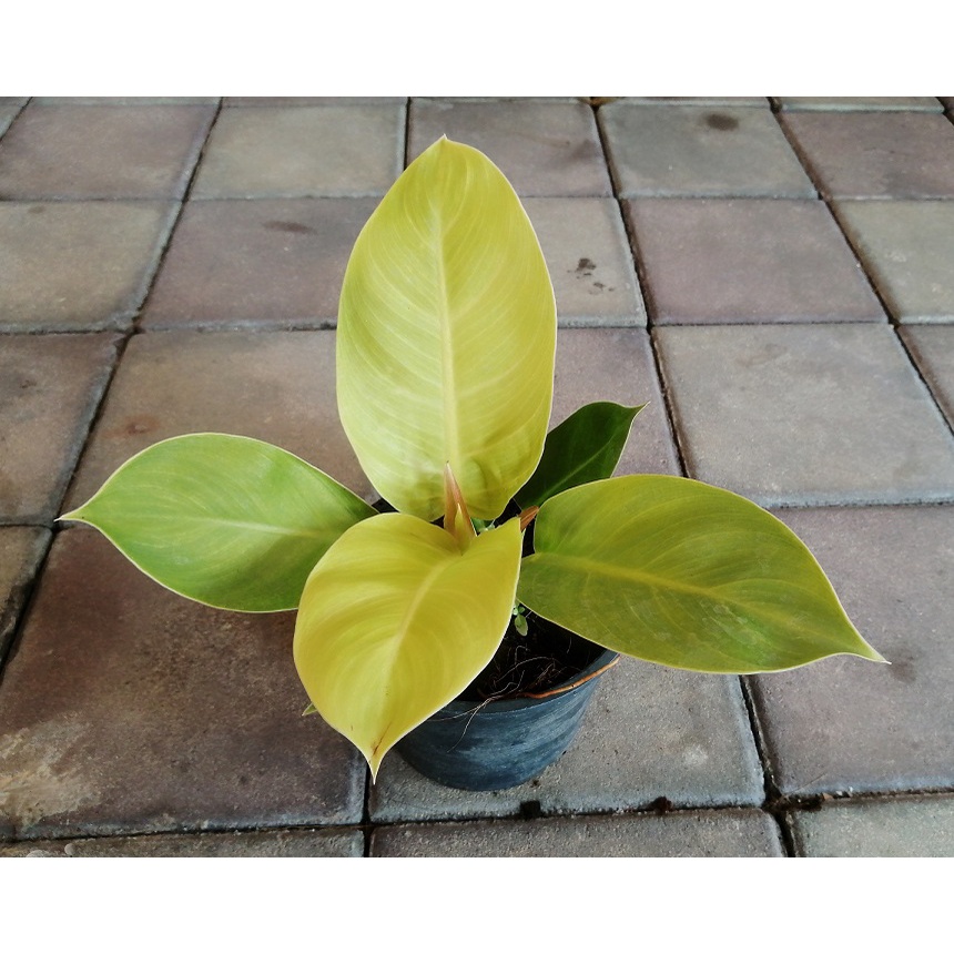 ฟิโลมูนไลท์ กุมารทองเรียกทรัพย์ ฟิโลเดนดรอนมูนไลท์ philodendron moonlight