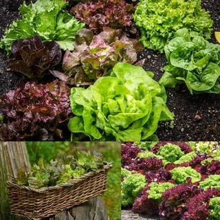 🌱เมล็ดผักสลัด ผักต่างประเทศ (ซื้อ 10แถม2 คละได้)🌱 เลือกของแถมได้ คิดถึงเมล็ดผัก คิดถึง skinsun