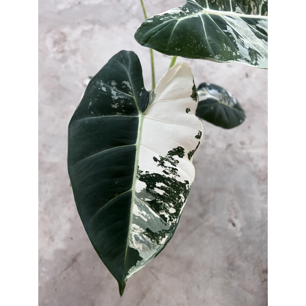 มุมมอง 7