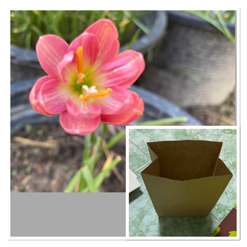 67ห.หัวดอกบัวดิน Roselyn หัวละ 50 บาท