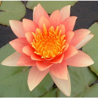 7 เมล็ด เมล็ดบัว สีส้ม ดอกใหญ่ สายพันธุ์เมล็ดบัว ดอกบัว Lotus seeds.