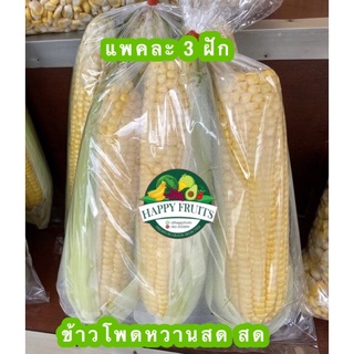 🌽ข้าวโพดหวาน แพ็ค 3️⃣ ฝัก🌽สด สด จากสวน