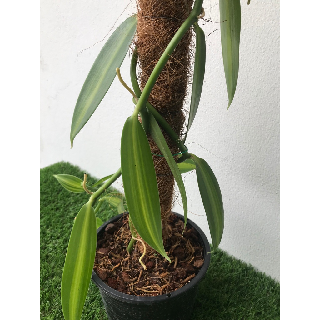 ต้นวานิลลาใบด่าง พร้อมกระถาง 6 นิ้ว ความสูง 55 ซม. (Variegated Vanilla Orchid Plant)