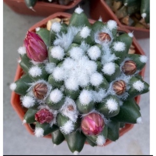 ต้นแมมอิรุซามุ กระบองเพชร Mammilaria bucareliensis "Erusamu"